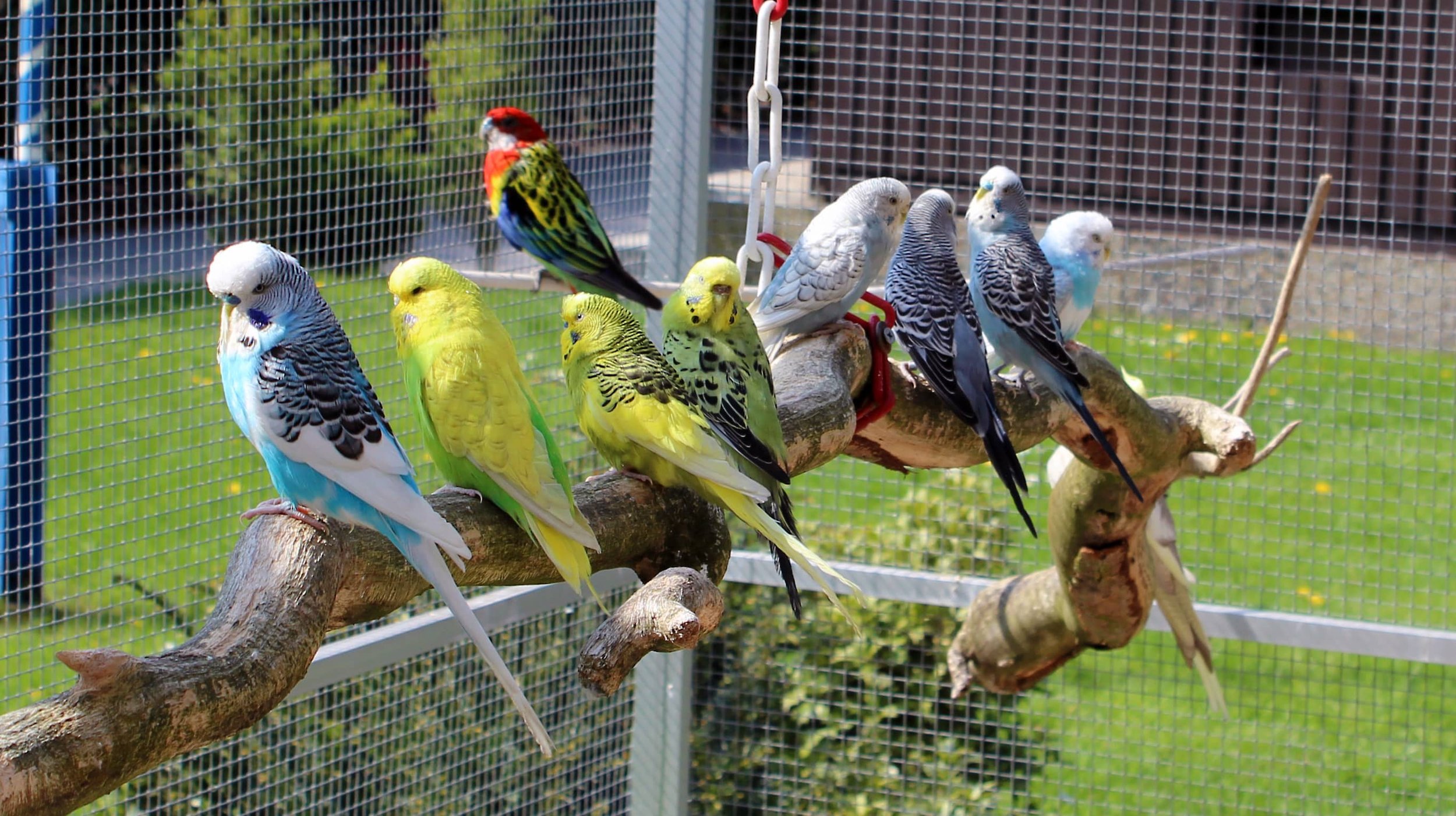 Bird nutrition deals
